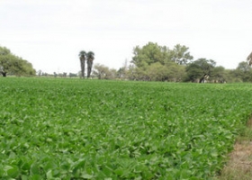 Argentina producirá 54,5 millones de t de soja en 2013/14