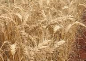 El Gobierno sigue sin autorizar ventas de trigo por u$s 1000 millones