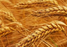 El trigo espera exportaciones
