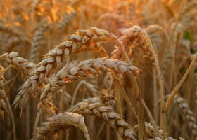 El trigo promete buena sociedad con la soja