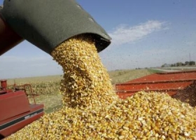 Renuevan índice de consumo local de maíz para liberar exportaciones