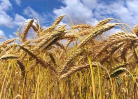 Quejas por los descuentos en el precio del trigo en plena cosecha