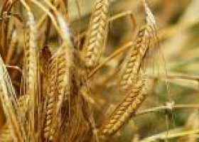 Altas temperaturas liquidaron la calidad del trigo 