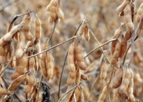 La soja cayó 1,6% tras conocerse que Brasil producirá más de lo previsto.