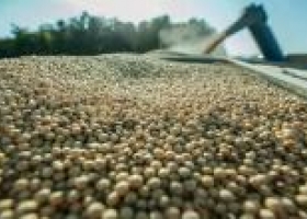 USDA confirma buena demanda de soja en Estados Unidos