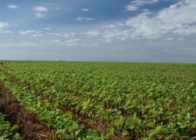 Sigue incierta la cosecha de soja en Brasil