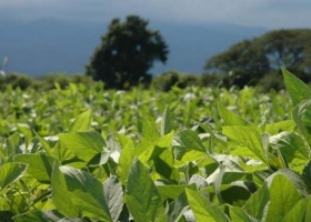 AG Rural redujo su cálculo sobre la cosecha de soja en Brasil