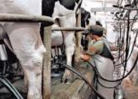 Córdoba notificará a las empresas lácteas que bajaron el precio a productores.