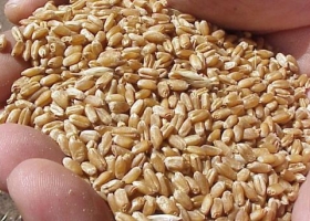 Cae la venta de semilla fiscalizada de trigo