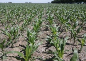 Con el precio actual del maíz, productores temen perder más de u$s 50 por hectárea
