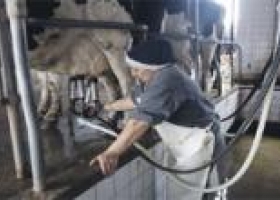 Empresas suspenden el retiro de leche