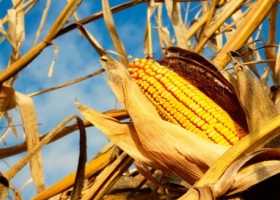 Finalizo la recolección de maíz en todo el territorio nacional.