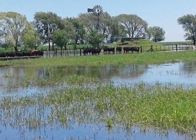 Inundaciones: pronostican pérdidas para el campo de hasta US$ 1750 millones