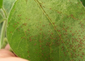 Las enfermedades acechan a la soja en el centro norte de Santa Fe