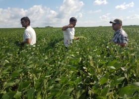 La relación insumo-producto de la rotación trigo-soja mejoró un 18%