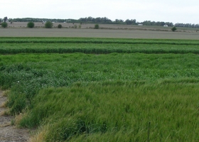 Pasturas: aseguran que la semilla determina el 30% de los resultados productivos