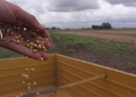 El atraso en la comercialización de la soja ya impacta en los volúmenes exportados de harina y de aceite